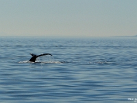 17130RoCrLeShRe - Whale watching, Victoria  Peter Rhebergen - Each New Day a Miracle
